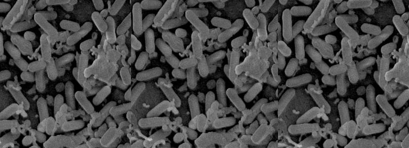 Valencia da nombre a una nueva especie del género bacteriano Listeria