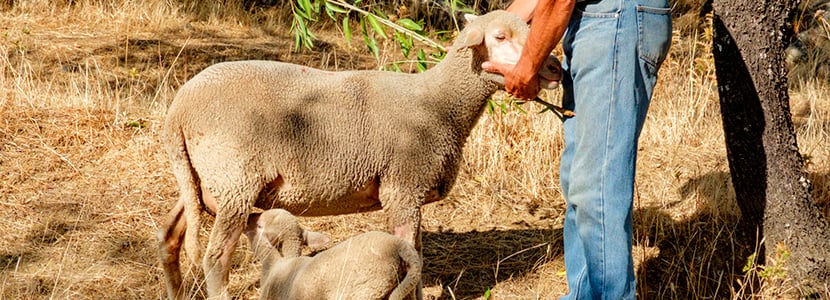 Subida interanual del precio de la leche de oveja