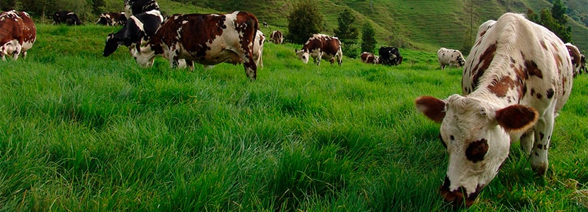 Leche y derivados lácteos colombianos con destino a Libia