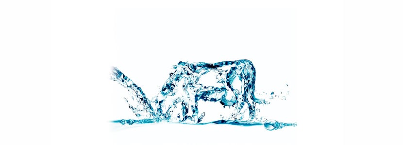 Importancia del agua en las explotaciones bovinas
