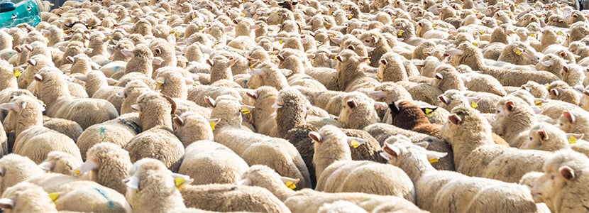 Abono de las ayudas al ganado ovino en Castilla y León