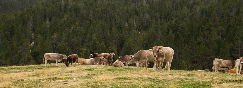 PROVACUNO presenta el “Código de Buenas Prácticas Medioambientales del Vacuno de Carne”