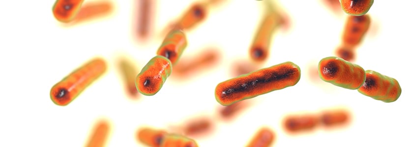 Prevalencia de Bacteroides fragilis en el ganado ovino