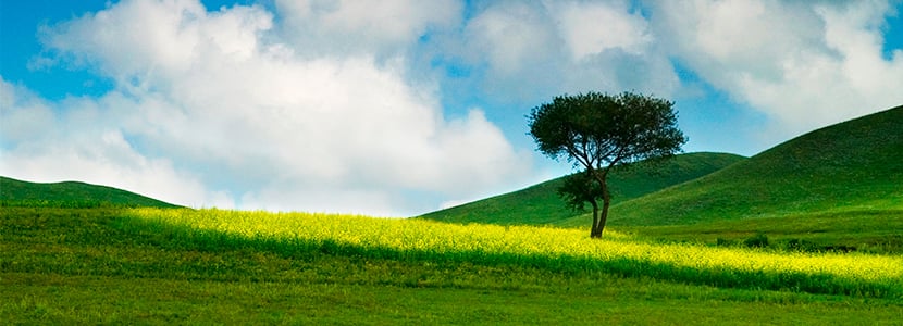Renovación y recuperación de una pradera, ¿es lo mismo?