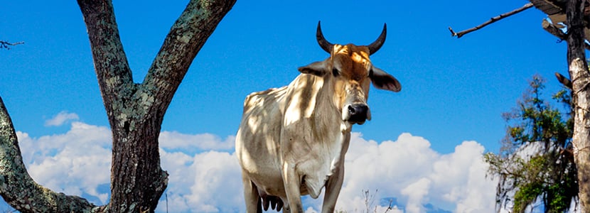 Brotes de estomatitis vesicular en Arauca y Arauquita