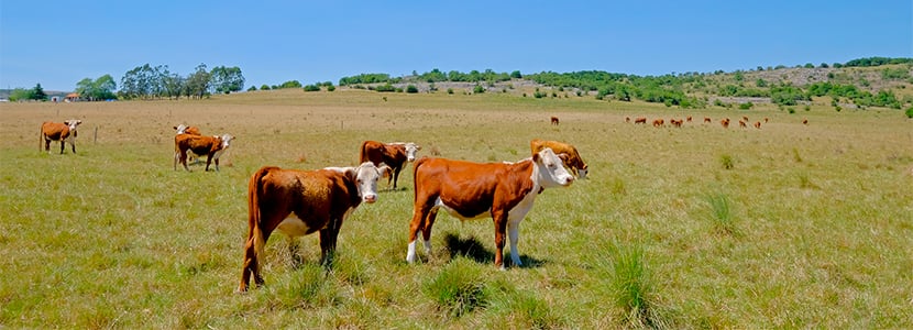 Inmunización contra la fiebre aftosa en Uruguay