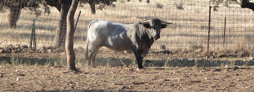 La raza Cárdena Andaluza