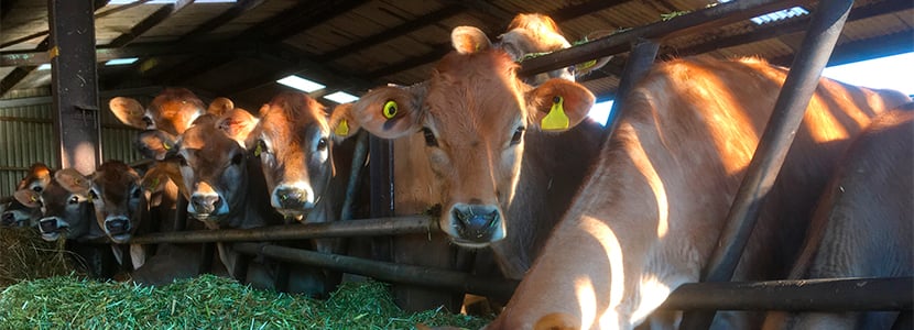 Catálogo genético de la microbiota ruminal bovina