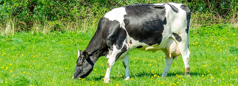 Grasas protegidas en la alimentación de rumiantes