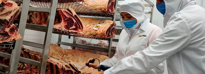 Mafrica e IRTA trabajan para optimizar el sistema de maduración de la carne de bovino