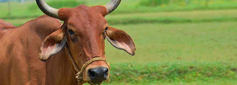 Los doce principios generales de la higiene de la carne