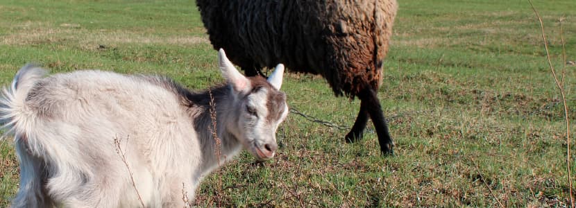 Cojeras de origen infeccioso en pequeños rumiantes