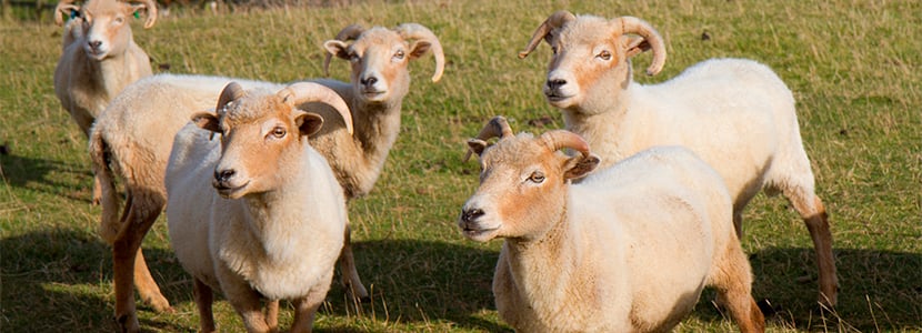 Las ovejas pueden infectarse con dos serotipos de lengua azul simultáneamente
