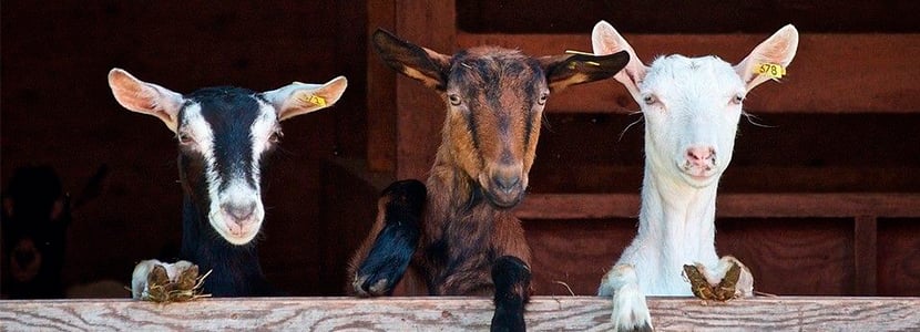 El sector del caprino de leche constata la difícil situación de los ganaderos