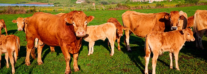 Extremadura ha alcanzado el reconocimiento de zona libre de lengua azul