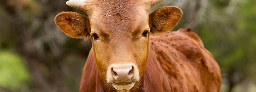 Dos subtipos de Mycoplasma bovis circulan de forma endémica en España