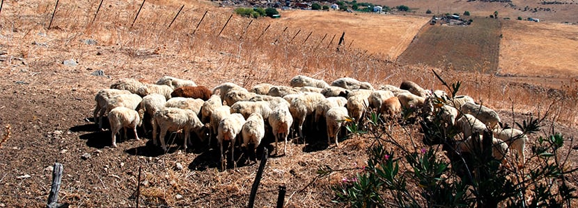 Tuberculosis poliresistente a antimicrobianos, un caso enzoonótico