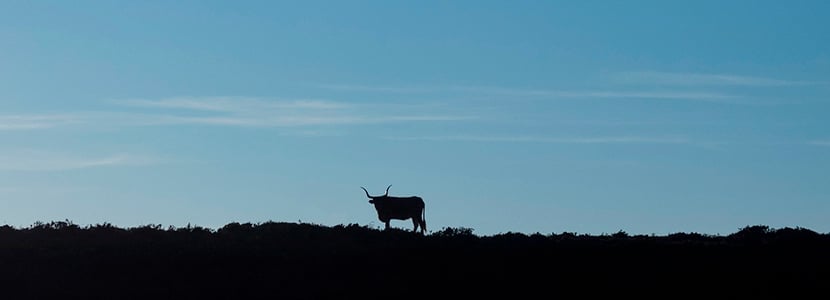 Galicia destinará ayudas para el fomento de sus razas autóctonas
