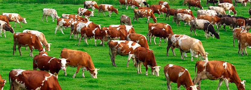 Suspensión de la Feria Agroganadera y Agroalimentaria de Los Pedroches