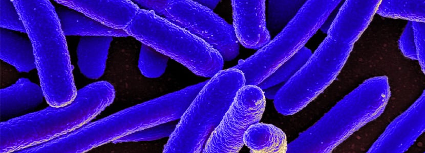 La resistencia a los antibióticos se puede transmitir de animales a personas
