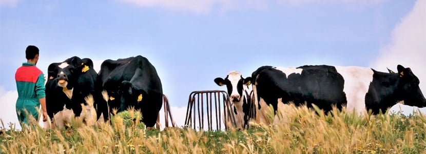 Los ganaderos de vacuno de Cobadu, sobresaliente en Bienestar Animal