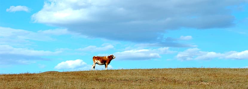 PAC, medioambiente y producción de rumiantes