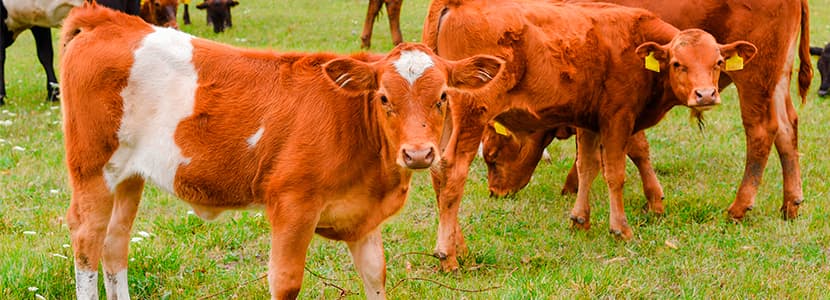 Hierba en producción de rumiantes: ventajas y desventajas