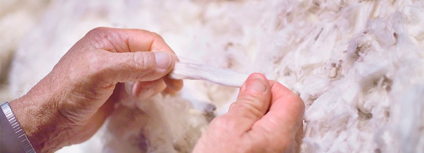 La lana española: calidad y características de la lana de Merino