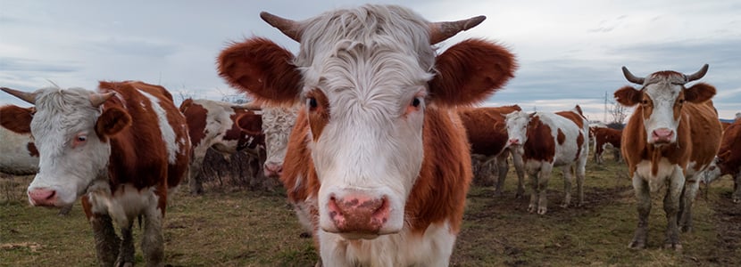 Un informe indica la tendencia a la baja del uso de antibióticos en el sector animal