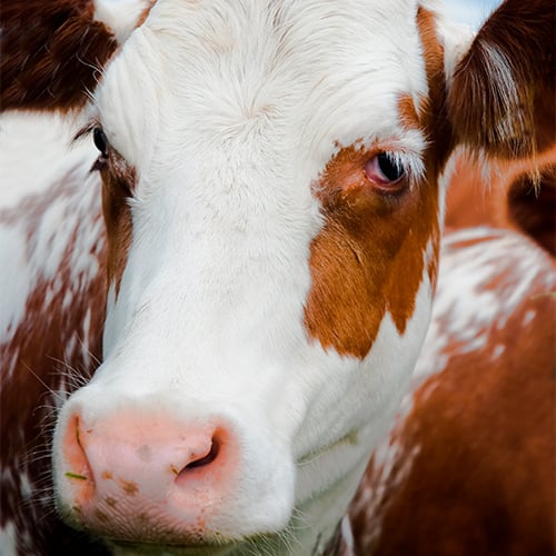Bienestar animal en vacuno lechero: conceptos y principios