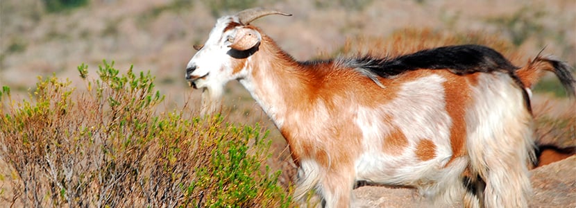 Desarrollo de la ganadería caprina en el Chaco