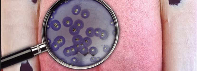 Etiología y diagnóstico de mamitis en el ganado bovino