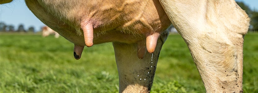 Evaluación de los probióticos para el control de la mastitis bovina