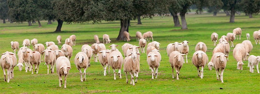 Producción de leche de oveja ecológica se cuadriplica en 3 años