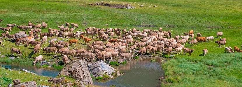 El sector de la Carne de Vacuno, comprometido con la sostenibilidad