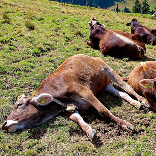 Legislación española sobre Bienestar Animal