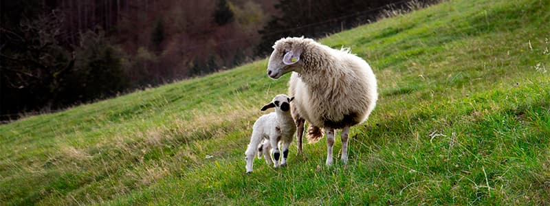 Oxitocina y el comportamiento maternal del cordero recién nacido