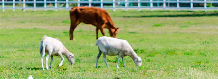 ¿Cómo controlar los parásitos gastrointestinales en el ganado ovino y bovino?
