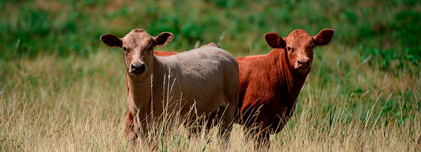 Importancia de la BVD en el cebo de terneros: descripción de un brote en terneros mamones