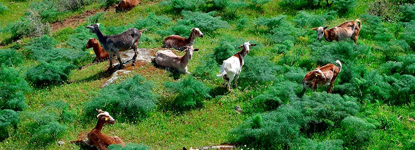 Protección nacional transitoria IGP para el Cabrito de Extremadura