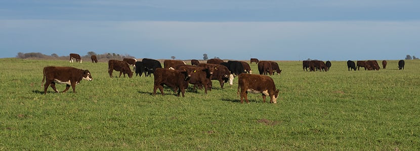 Argentina extiende las limitaciones a la exportación de carne vacuna dos meses más