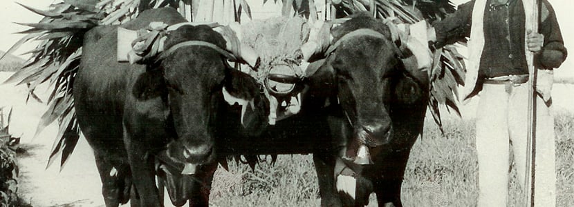 La vaca Murciano-Levantina