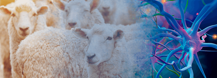 Procesos nerviosos en pequeños rumiantes
