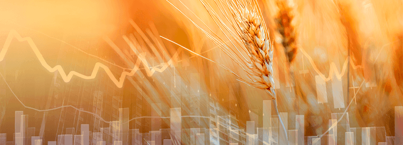 Qué esperar del mercado de materias primas para alimentación animal en febrero