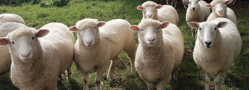 Se adoptan medidas urgentes de apoyo al sector agrario por causa de la sequía