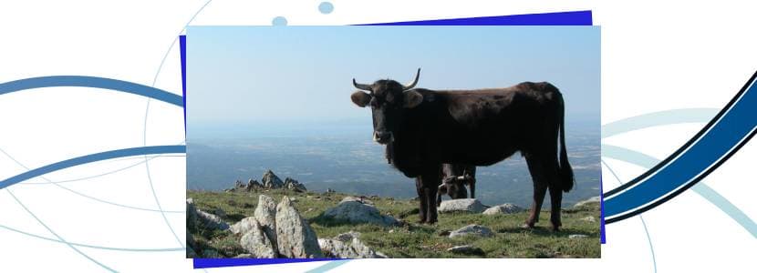 La vaca de la Albera, raza nativa bovina catalana, en peligro de extinción