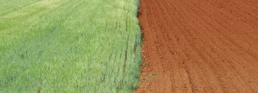 España dispone de cereales para pienso animal durante 2 meses
