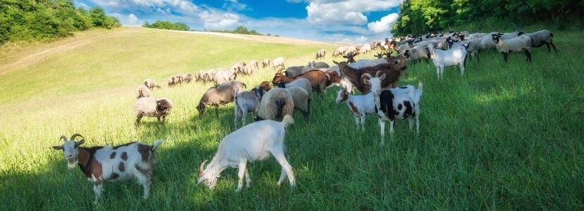 Explotación ganadera de ovino y caprino en malas condiciones