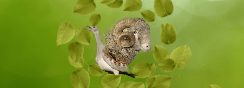 El descenso de la ganadería ovina reduce la población de aves esteparias