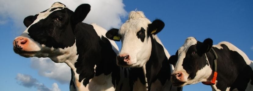 ¿Qué sabemos de los coccidios en rumiantes?